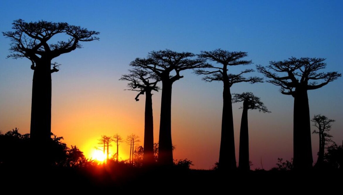 Séjour à Morondava (2j/2n)